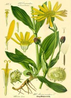 aceite arnica cosmetica